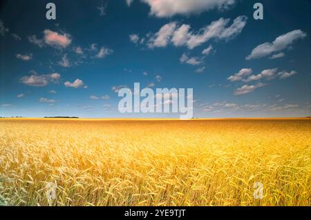 Wheat Field Manitoba, Kanada Stockfoto