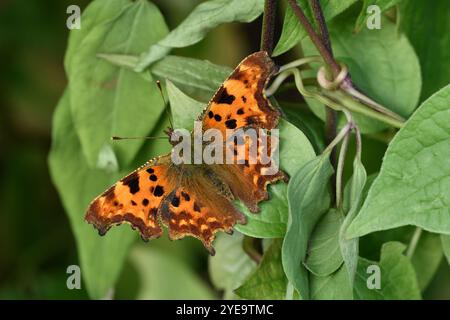 Comma Butterfly (Polygonia c-Album) im Garten und ruht auf einer Clematis im frühen Herbst, Berwickshire, Schottland, Oktober Stockfoto