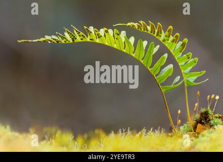 Polypody Farn (Polypodium vulgare) wächst aus einer alten Steinmauer, die an den einheimischen Pinienwald grenzt, im Glen Affric National Nature Reserve, Schottland Stockfoto