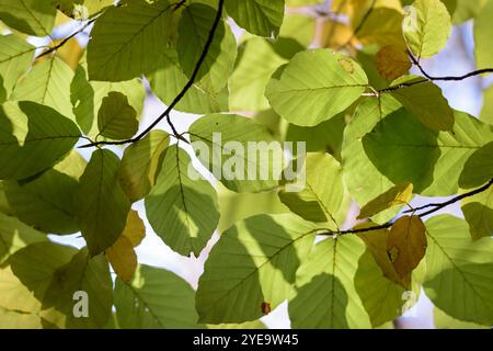 Nahaufnahme von grünen und goldenen Herbstblättern mit der Sonne durch. Herbst, Herbst, Oktober Stockfoto
