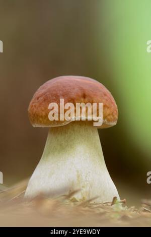 CEP / Penny Bun Pilze (Boletus edulis) reifer Fruchtkörper wächst unter Silberbirken, Inverness-shire, Schottland, August Stockfoto