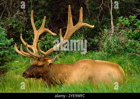 Bullenelch (Cervus canadensis) im Gras im Jasper National Park, Alberta, Kanada Stockfoto