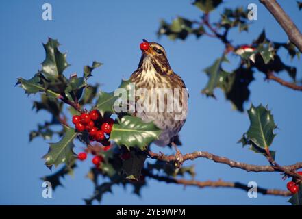 Rotflügel (Turdus iliacus) ernährt sich von stechpalmenbeeren (Ilex aquifolium) in einem Garten im Winter, Berwickshire, Schottland, Dezember Stockfoto