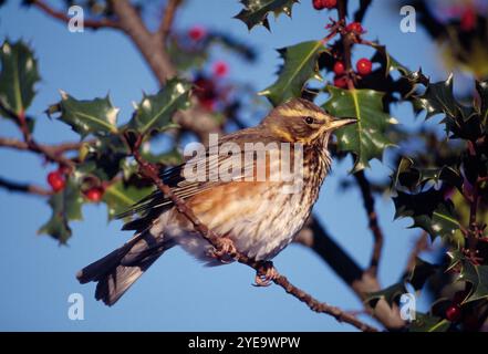 Rotflügel (Turdus iliacus) ernährt sich von stechpalmenbeeren (Ilex aquifolium) in einem Garten im Winter, Berwickshire, Schottland, Dezember Stockfoto