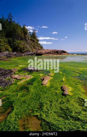 Algen auf Gezeitenschelfeilen im Juan de Fuca Provincial Park auf Vancouver Island, BC, Kanada; British Columbia, Kanada Stockfoto