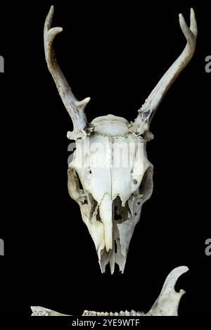 Maultierhirschschädel auf schwarzem Hintergrund; Studio Stockfoto