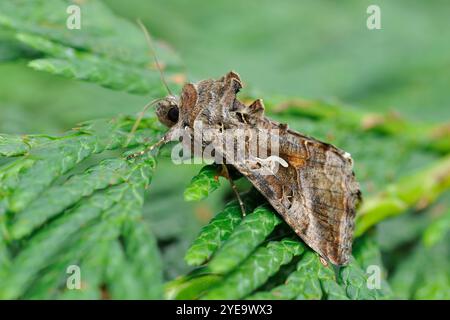 Silver Y Moth (Autographa gamma) Individuum, das auf Nadelpflaster in einem Garten ruht, Berwickshire, Schottland, August Stockfoto