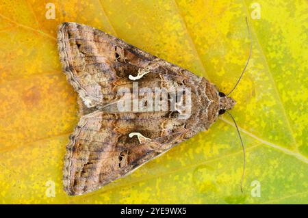 Silver Y Moth (Autographa gamma) Nahaufnahme eines Individuums, das auf einem gefallenen Blatt in einem Garten ruht, Berwickshire, Schottland, Oktober Stockfoto