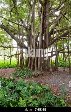 Banyan Tree am Ohe'o Gulch im Haleakala National Park, Maui, Hawaii, USA; Maui, Hawaii, Vereinigte Staaten von Amerika Stockfoto