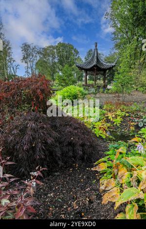 Qing Yin Pavillon (chinesischer Musikpavillon) im Chinese Streamside Garden, RHS Bridgewater Garden, Greater Manchester, England, Großbritannien Stockfoto