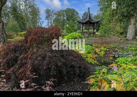 Qing Yin Pavillon (chinesischer Musikpavillon) im Chinese Streamside Garden, RHS Bridgewater Garden, Greater Manchester, England, Großbritannien Stockfoto