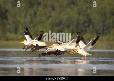 Pelicans (Pelecanus erythrorhynchos) fliegen tief über der Wasseroberfläche im Elk Island National Park, Alberta, Kanada Stockfoto