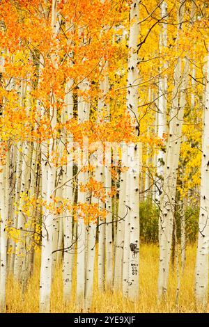 Leuchtendes goldenes Laub auf Aspenbäumen am Höhepunkt des Herbstes; Steamboat Springs, Colorado, USA Stockfoto