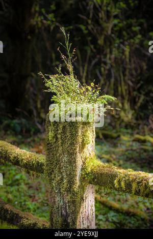 Verschiedene Pflanzen und Moos wachsen aus der Spitze eines Zedernzaunpfahls im Olympic National Park in Washington, USA Stockfoto