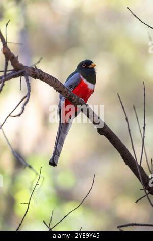 Porträt eines brillant farbigen eleganten Trogon (Trogon elegans), der in einem Baum in der South Fork des Cave Creek Canyon in der Chiricahua Mounta sitzt... Stockfoto