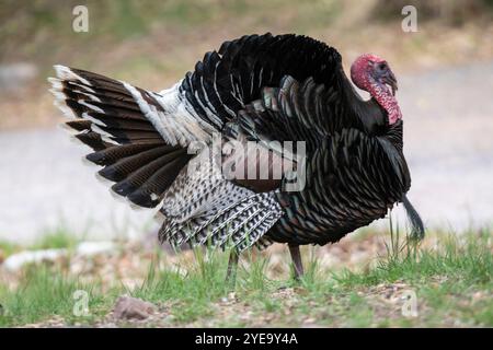 Porträt eines männlichen Gould's Turkey (Meleagris gallopavo mexicana), das auf der Cave Ranch in den Chiricahua Mountains im Südosten Arizonas zu sehen ist Stockfoto