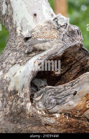 Zwei Küken der Großhorneule (Bubo virginianus) an ihrem Baumnest, von denen eine auf der Höhle lag und die andere ... aus der Nesthöhle blickte Stockfoto