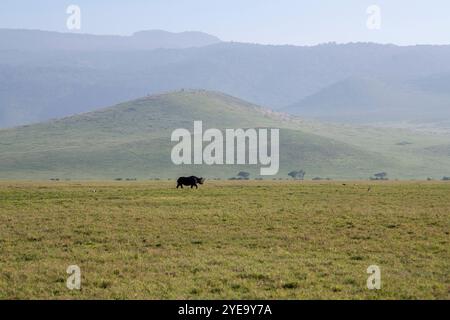 Schwarzes Nashorn (Diceros bicomis) im Ngorongoro-Krater, Tansania. Stockfoto