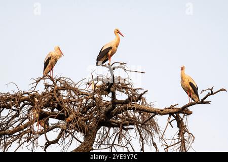 Drei Gelbschnabelstörche (Mycteria ibis), die in einem blattlosen Baum im Lake Manyara National Park thronen; Lake Manyara National Park, Tansania Stockfoto