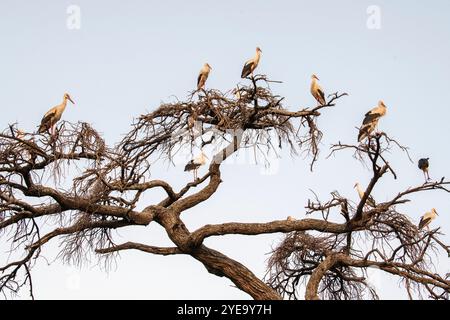 Gelbschnabelstörche (Mycteria ibis), die in einem blattlosen Baum im Lake Manyara National Park, Lake Manyara National Park, Tansania, sitzen Stockfoto