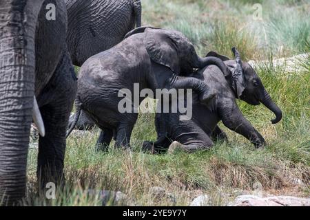 Nahaufnahme afrikanischer Elefantenbabys (Loxodonta africana) spielen im Gras neben erwachsenen Elefantenbabys im Serengeti-Nationalpark, Tansania Stockfoto