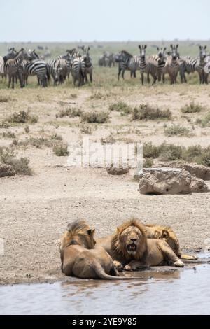 Große Gruppe gemeiner Zebras (Equus quagga), die Löwen (Panthera leo) an einem Wasserloch im Serengeti-Nationalpark, Tansania, beobachten. Stockfoto