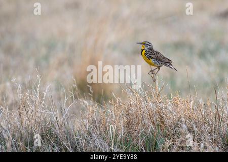 Porträt einer westlichen Meadowlarke (Sturnella neglecta), die auf den hohen Gräsern des Rocky Mountain Arsenal National Wildlife Refuge thront Stockfoto