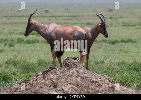 Ein Paar Topi Antilope (Damaliscus lunatus) steht auf einem Termitenhügel im Serengeti-Nationalpark, Tansania Stockfoto