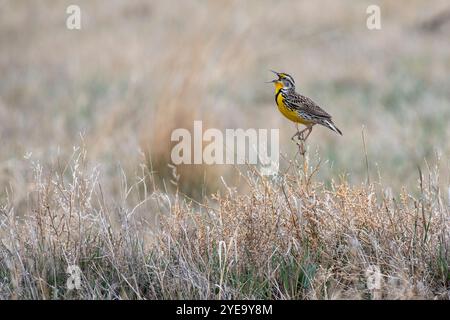 Porträt eines Westernlarks (Sturnella neglecta), der auf den hohen Gräsern des Rocky Mountain Arsenal National Wildlife Refuge singt Stockfoto