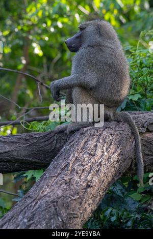 Porträt eines großen, männlichen Olivenpavians (Papio anubis), der auf einem Baum im Tarangire-Nationalpark in Tansania sitzt Stockfoto