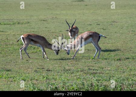 Ein Paar von Grants Gazellen (Nanger granti), die mit einem anderen Mann auf den Ngorongoro-Krater schauen; Tansania Stockfoto