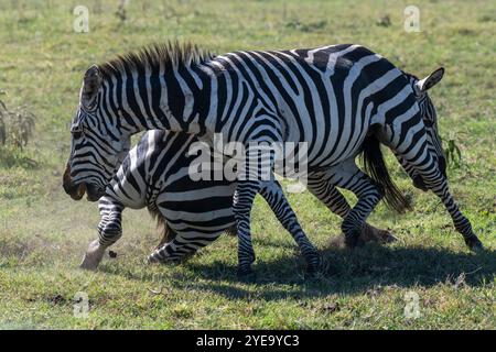 Zwei gemeine Zebra-Hengste (Equus quagga) kämpfen im Ngorongoro-Krater, Tansania Stockfoto