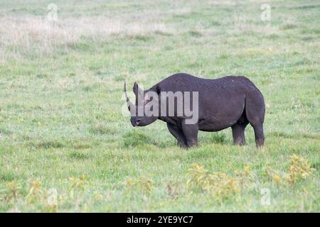 Schwarzes Nashorn (Diceros bicomis) im Ngorongoro-Krater, Tansania. Stockfoto