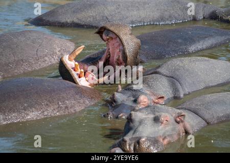 Nahaufnahme einer Gruppe von Flusspferden (Hippopotamus amphibius) mit einer Gähne und ihren Stoßzähnen am Retima Hippo Pool in Serengeti Nation... Stockfoto