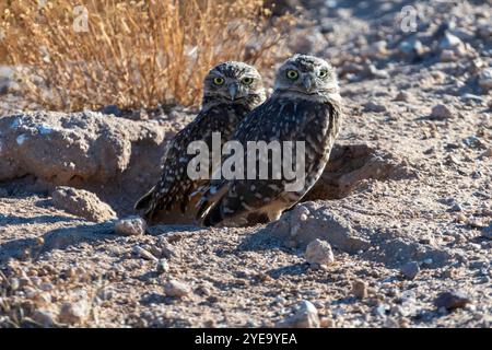 Nahaufnahme eines Paares von Grabeizen (Athene cunicularia), die auf dem Boden stehen und ihre Köpfe drehen, um die Kamera in Casa Grande zu betrachten Stockfoto