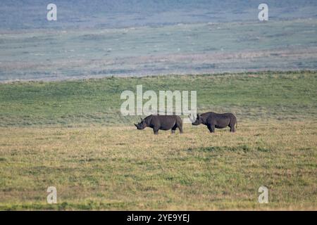 Schwarzes Nashorn (Diceros bicomis) im Ngorongoro-Krater, Tansania. Stockfoto