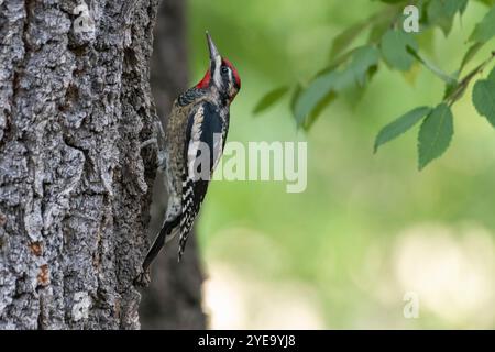 Nahaufnahme eines Rotschnappsapsuckers (Sphyrapicus nuchalis), der auf der Seite eines Baumes auf der Cave Creek Ranch in den Chiricahua Mountains von ... thronte Stockfoto