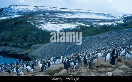 Malerischer Blick auf eine riesige Kolonie eines „Flusses Macaronis“, Macaroni-Pinguine (Eudyptes chrysolophus) am felsigen, hügeligen Ufer Stockfoto