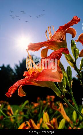 Sonnenaufgang hinter einer Nahaufnahme von Taglilien (Hemerocallis), die Hemerocallidaceae, vor einem blauen Himmel mit Vögeln, die im New Yor über sich fliegen... Stockfoto