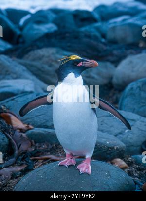 Nahaufnahme eines Macaroni-Pinguins (Eudyptes chrysolophus), der auf Felsen steht; Kerguelen-Inseln, Indischer Ozean Stockfoto