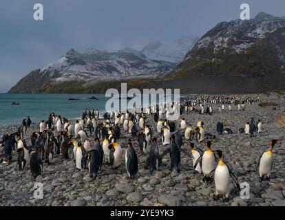 Große Gruppe von Königspinguinen (Aptenodytes patagonicus), die sich umsehen, während sie auf den Felsen am Ufer des Gold Harbour in Südgeorgien ... stehen Stockfoto