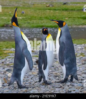 Drei Königspinguine (Aptenodytes patagonicus) stehen zusammen auf den Felsen der Fortuna Bay Stockfoto