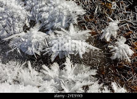 Extreme Nahaufnahme der Frostmuster auf einem gefrorenen Teich, südlich von Canmore, Alberta, Kanada Stockfoto