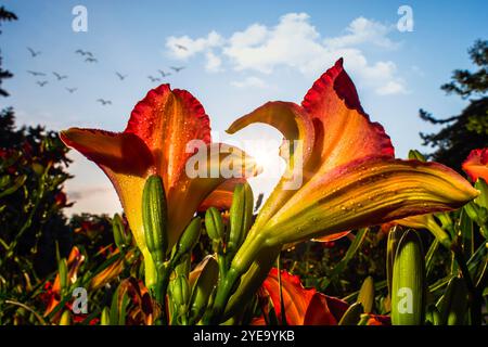 Sonnenaufgang hinter einer Nahaufnahme von Taglilien (Hemerocallis), die Hemerocallidaceae, vor einem blauen Himmel mit Vögeln, die im New Yor über sich fliegen... Stockfoto