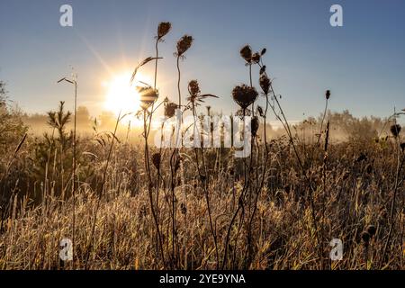 Nahaufnahme einer Silhouette aus getrockneten Gräsern und Wildblumen mit Ackerland und Sonnenaufgang im Hintergrund auf der Windstone Farm in Beckwith, Ottawa Valley Stockfoto