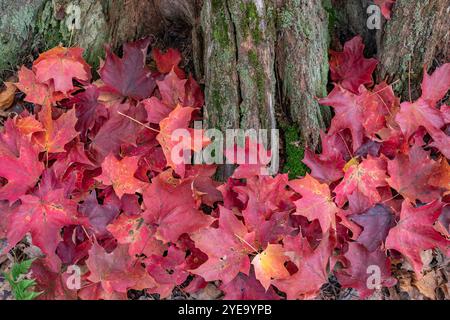 Nahaufnahme eines Haufens roter Ahornblätter am Boden eines Baumstamms auf der Windstone Farm in Beckwith, Ottawa Valley, Ontario, Kanada Stockfoto