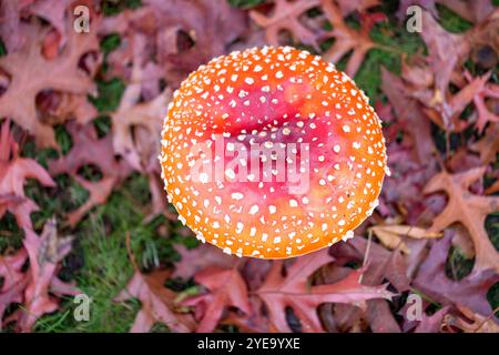 Nahaufnahme der Kappe eines roten Pilzes (Fliegenpilz) zwischen Herbstblättern in North Vancouver; British Columbia, Kanada Stockfoto