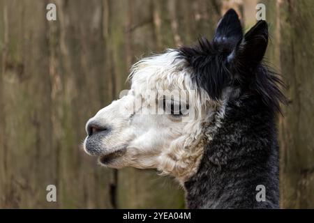 Porträt adulter schwarz-weißer Alpaca Lama Pacos auf dem Bauernhof Stockfoto