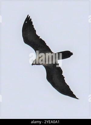 Afrikanischer Bartgeier (Gypaetus barbatus meridionalis) Stockfoto