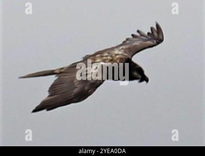 Afrikanischer Bartgeier (Gypaetus barbatus meridionalis) Stockfoto